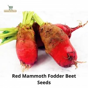Red Mammoth Fodder Beet Seeds: Heirloom Non-gmo - Etsy