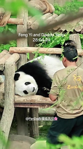 Giant Panda Feng Yi｜28.04.24 feng yi and Daddy Yeop🥰🥰🥰 Giant Panda Conservation Zoo Negara Malaysia 🇲🇾马来西亚国家动物园 sharing by @pandalover_fwfy #panda #giantpanda #giantpandamalaysia #pandamalaysia #pandalovers #pandalover #fengyifamily #pandafengyi #pandaliangliang #pandalovers🐼 #pandaloverky #pandayiyi #pandashengyi #大熊猫谊谊 #大熊猫升谊 #熊猫 #大熊猫 #大熊猫凤仪 #大熊猫凤仪一家 #大熊猫靓靓 #不止我一个想rua大熊猫