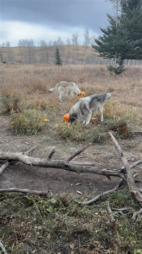 Yamnuska wolfdog sanctuary | Florecel Cayago