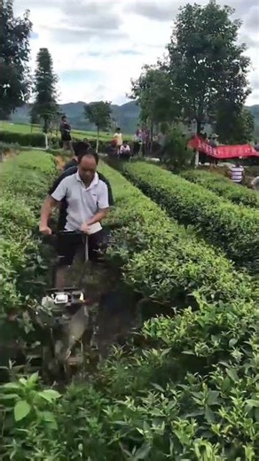 cutting the green tea leaves in the field using a small harvesting machine #shorts