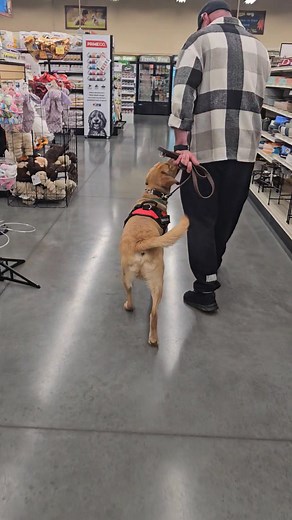Feeder Supply was our first stop today for working Doug off site. He was extremely excited, he wanted to go up to everyone and explore everything. These are things that you have to work through because as a service dog, they need to be able to ignore that while working. | K9K Solutions, LLC