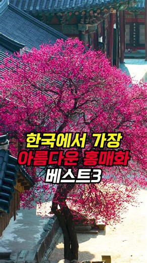 아름다운 홍매화 베스트3 명소 소개