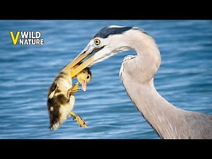 Most Incredible Bird of Prey Attack Ever Caught on Camera | Animal Fights