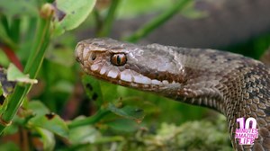 European Viper Emerging from the Grass