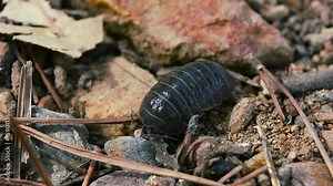 Oniscidae Oniscidea Armadillidium vulgare, terrestrial crustacean over sand