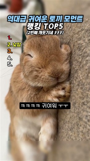 역대급 귀여운 토끼 모먼트 랭킹 TOP5 #랭킹#유머#웃긴영상