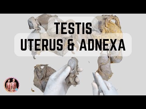 Male & Female Reproductive Organs - Demonstration For Anatomy Viva