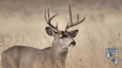 115 reactions · 16 shares | Don't Miss Out on New Resident Junior...