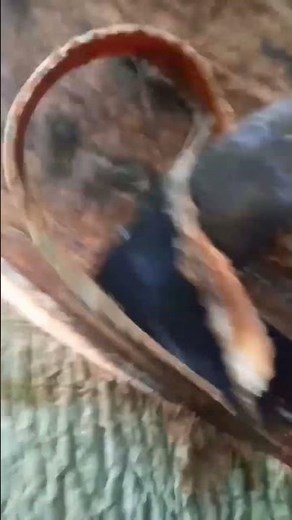 rubber tapping,Keep up the spirit! 💪.. #howrubberismade #nature #latex #bee #rubber #satisfying