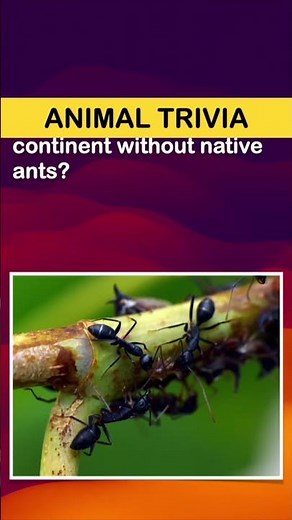 Animal Trivia Quiz Short (3 Questions and Answers)