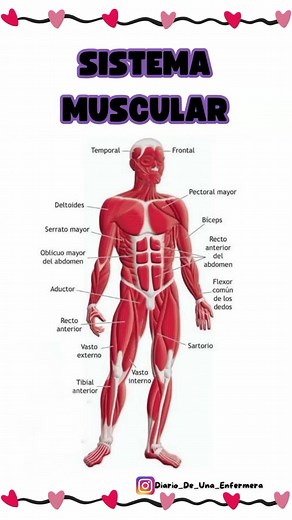 Completo Sistema Muscular y Partes | Exposición del Sistema Muscular