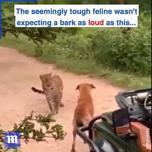 11M views · 100K reactions | This leopard definitely wasn't expecting its prey to fight back  via Newsflare | Daily Mail Video | Facebook