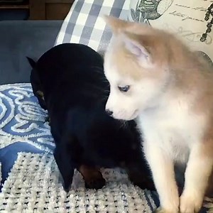 Miniature Siberian husky puppies for sale in Texas