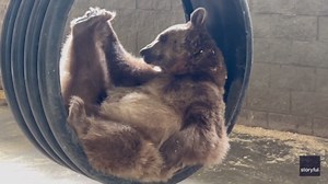 Bear Described as 'Cultural Icon' Strikes Pose in Tire Swing