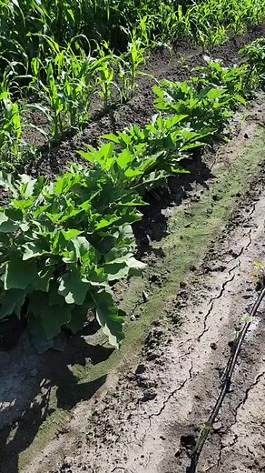 Tips for Using Soaker Hoses in Your Garden