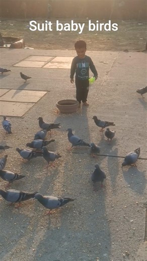 suit baby kabooter #pigeon #kabooter #babycutie #youtubeshorts