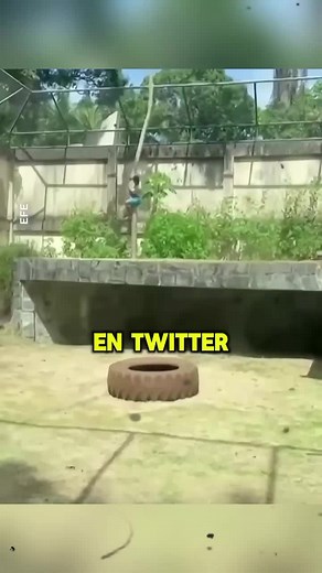 Leona en Brasil: Tragedia en el zoológico hoy