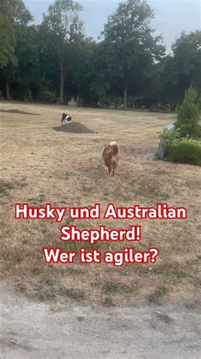 Australian Shepherd vs. Husky: Who is more agile? 🦮🐶 ... (#82)