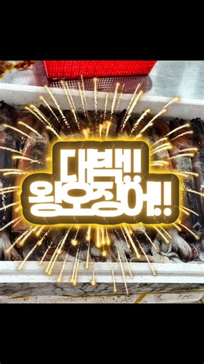 🦑 오늘 오징어 대왕 사이즈! 19~20미 / 6.5kg🎁 손질·아이스박스 포장 무료! 오늘은 매장 구매만 가능합니다.📍 모항항 삼복수산 #오징어 #생물오징어#삼복수산