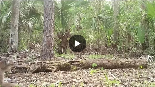Most people will never hear this sound in their lifetime.    What you re listening to is a female Florida panther calling for a mate - a vocalization called a caterwaul. The panther you see… | U.S. Fish and Wildlife Service (USFWS) | 18 comments