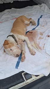 34K views · 695 reactions | WARNING: graphic image. PARVO WARNING!!!!! Two puppies in two days (absolutely no doubt from the same liter but two totally separate Animal Control calla) both positive for Parvo and were reported as wandering around in public areas (Sheldon Park and Park St.) ALL DOGS SHOULD BE VACCINATED! CALL US IF YOU NEED HELP! 231-724-0401. | Pound Buddies | Facebook