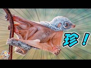 世界の珍しい動物８選☆不思議な動物達！