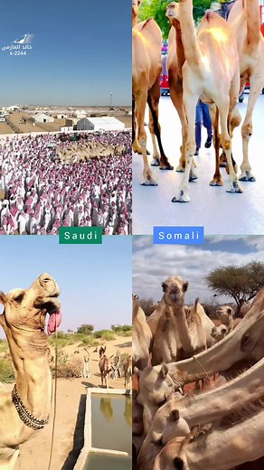 Camel Culture: Saudis and Somalis Exploring Rich Tradition