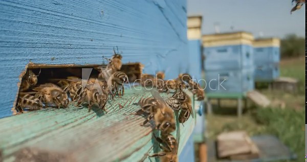 Honey bees fly near a beehive in a super slow motion. Shot on super slow motion camera 1000 fps. Bees are best known to humans for their ecological roles as pollinators.
