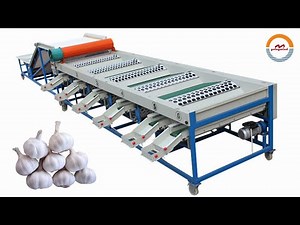 Automatic garlic grading machine auto garlics sorting equipment