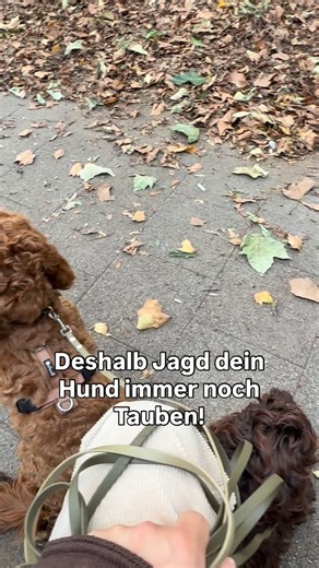 Dennis | Hundetrainer 🦮 on Instagram: "Jagdverhalten entsteht nicht plötzlich. Und es verschwindet auch nicht durch Verbote. Eine wichtige Säule im Anti-Jagd-Training ist Erregungskontrolle. Das bedeutet: 👉 Der Hund wird einem Reiz ausgesetzt 👉 in gesunder Distanz 👉 so, dass er den Reiz wahrnimmt 👉 aber nicht in die Explosion kommt In diesem Zustand des Verharrens verstärke ich ruhiges Verhalten positiv. Der Hund lernt: ✔ Reiz wahrnehmen ✔ ruhig bleiben ✔ sich regulieren ✔ nicht hinterherge