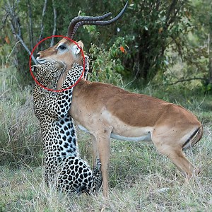 290K views · 9.3K reactions | Impala vs Leopard  Join us to get more information: Amazing Animals | Natural Animals | Facebook