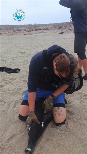 Rescued Seal Enjoys His Freedom! #shorts