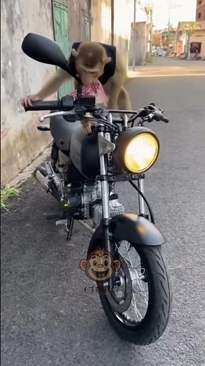 Funny Monkey tries to steal a motorcycle #funnymonkey #monkeyprank #monkeyfunny