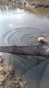 What is the name of this fish | Ungraduate Official