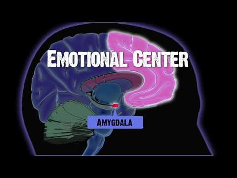 Drug and Alcohol Abuse and The Brain: Amygdala