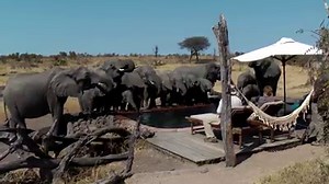 50K views · 272 reactions | A herd of wild elephatns casually drink water right in front of these campers in Zimbabwe. What a sight! | Rumble | Facebook