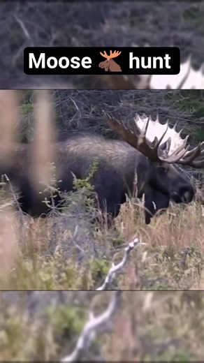 Moose 🫎 Hunt At Close Range #moosehunting #hunting #moose