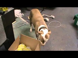 Human Centipede 2: Unreleased Trailer Footage!!!