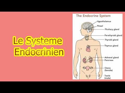 the endocrine system