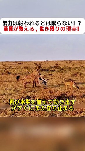 努力は報われるとは限らない！？ 草原が教える、生き残りの現実！ #自然の現実 #生存競争 #草原の真実 #野生の世界 #動物ドキュメンタリー