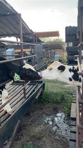 Divertidos Memes sobre Becerras en el Rancho