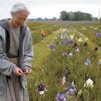 In full bloom: Historic Wayne City farm offers a wide variety of irises