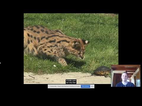 First Grade Wonders, Unit 4, Week 1 Introduction