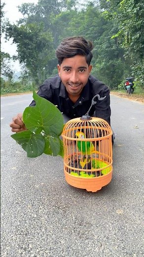 Fly Parrot Birds Unboxing & Testing #parrot #viralvideo