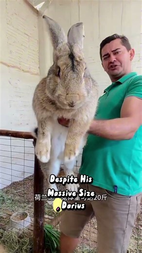 biggest rabbit🐰
