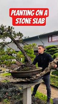 planting a bonsai tree on a stone slab #bonsai #planting #stone #repotting