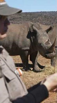 Can Making Rhino Horns Radioactive Stop Poaching?