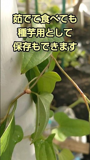 長芋・山芋はむかごを利用して簡単に毎年収穫できます Nagaimo can be harvested every year as a corm. #長芋 #山芋 #育て方