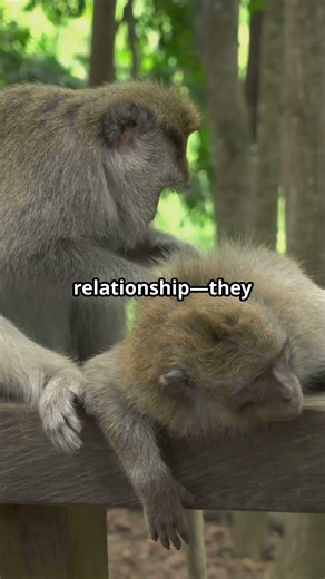 Why Are Monkeys Mounting Deer? Scientists Reveal Wild Theories!