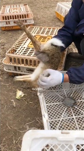 wild rabbit farm #rabbit #farming